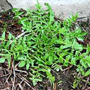 To delay period shepherds purse How to